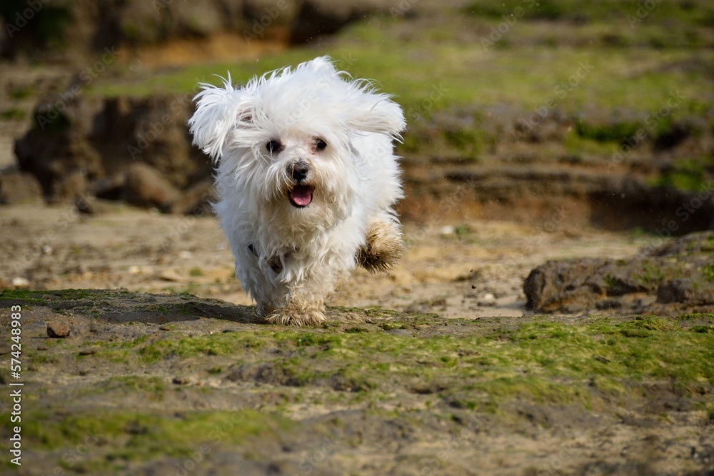 bichon maltes corriendo disfrutando en la playa bichon maltes corriendo disfrutando en la playa