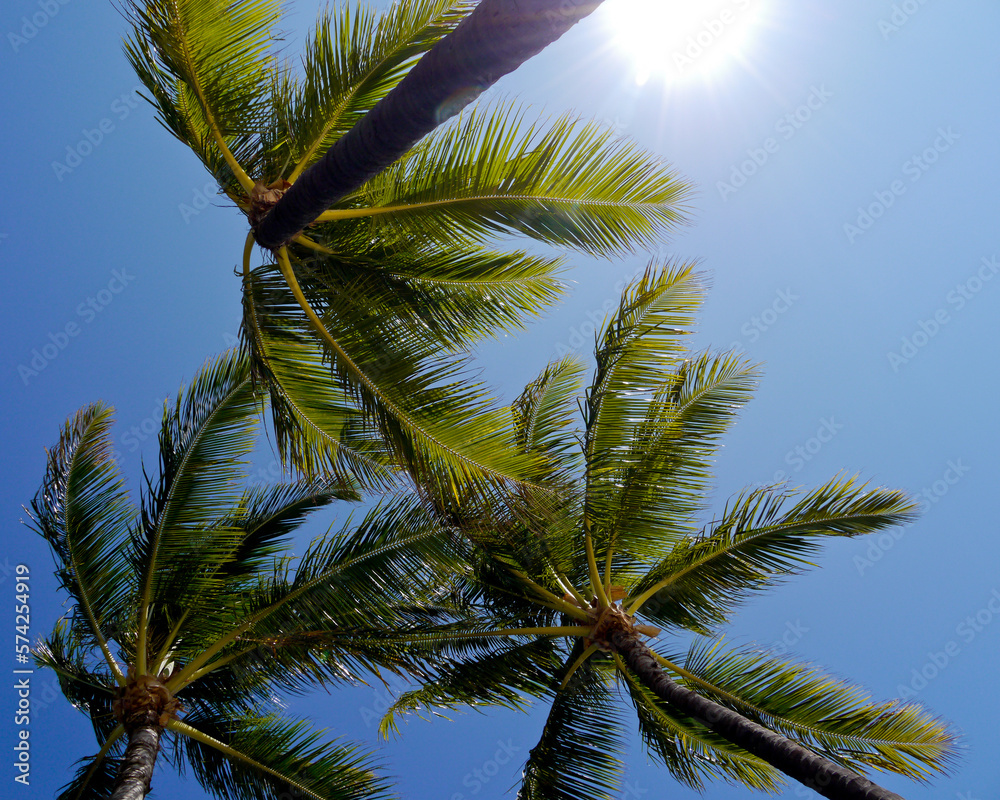 Fototapeta premium palm trees against sky