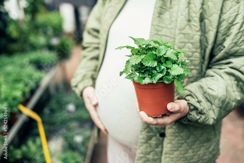 A pot of fresh green mint plant in woman's hand in a plant shop