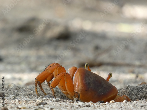 Crabe Martinique photo