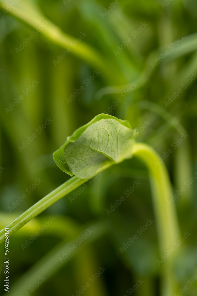 A large number of green pea sprouts, pea plants A large number of green pea sprouts, pea plants