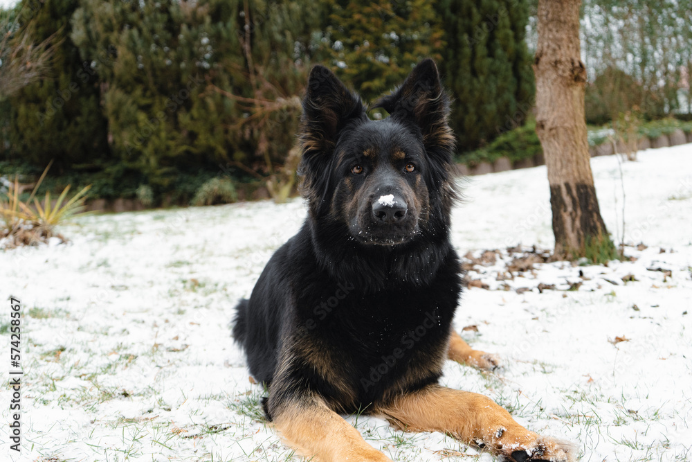 Altdeutscher Schäferhund liegt stolz im Schnee Altdeutscher Schäferhund liegt stolz im Schnee