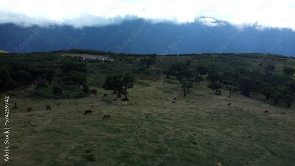 Aerial View of Cows Grazing in Meadow on Fanal forest Landscape of Madeira Island, Clouds in Background Aerial View of Cows Grazing in Meadow on Fanal forest Landscape of Madeira Island, Clouds in Background