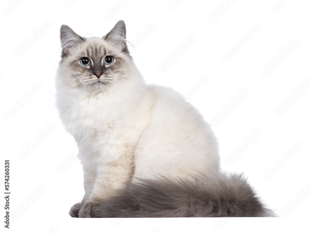 Cute young Neva Masquerade cat kitten, sitting side ways Looking towards camera with blue eyes. Isolated cutout on transparent background. Long tail around body.