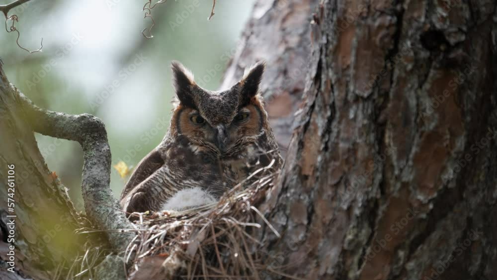 Adult great horned owl blinks eye on nest cinematic locked off shot Adult great horned owl blinks eye on nest cinematic locked off shot