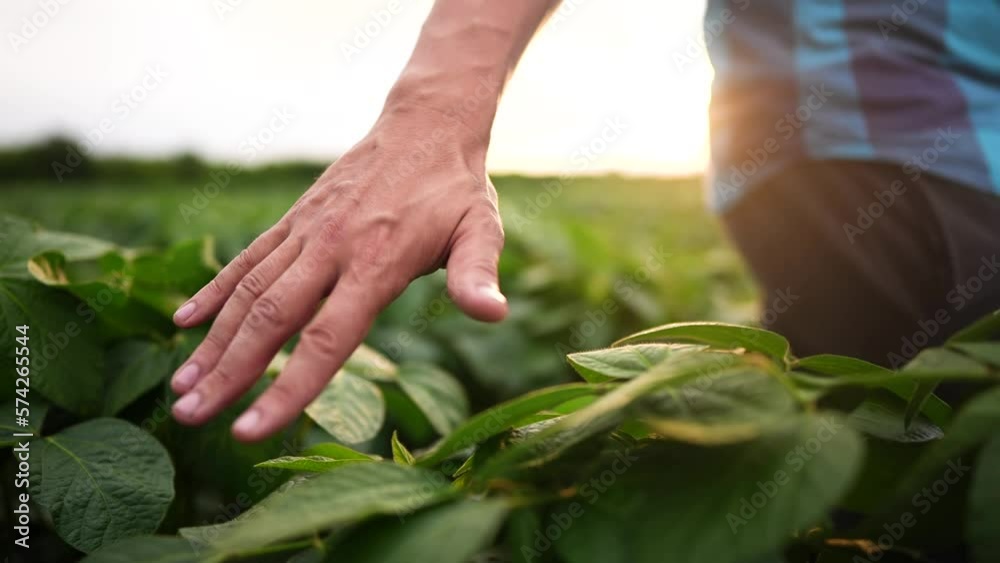 soybean field. farmer hand soybean plantation field a green beans concept of business agriculture. soy bean growing vegetables plant care. movement green light field soy bean. bio agriculture farm soybean field. farmer hand soybean plantation field a green beans concept of business agriculture. soy bean growing vegetables plant care. movement green light field soy bean. bio agriculture farm