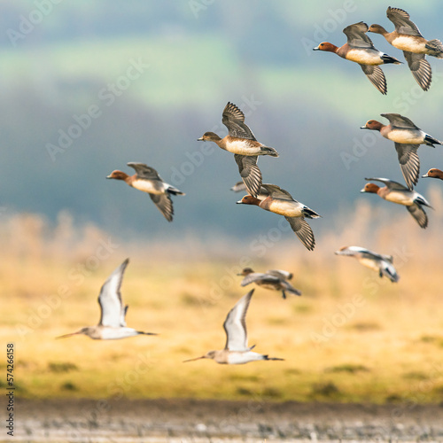 Eurasian Wigeon, Mareca penelope, birds in marshes, Devon, England 