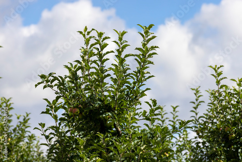 Apple orchard with a mature harvest of green apples