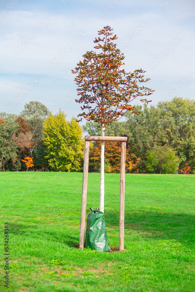 Tree with watering bag at green meadow in the park 