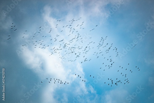 Swarm of migrating crane birds endangering aviation during spring season