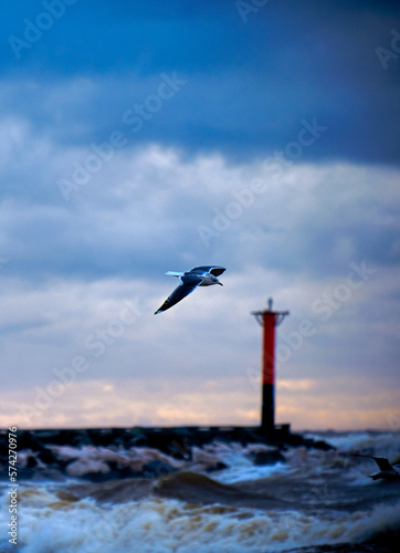 seagull with lighthouse in the background at windy storm on the baltic sea