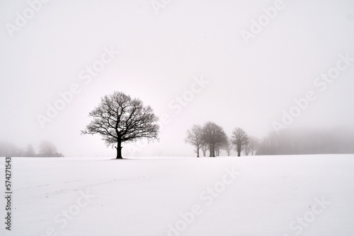 snow covered trees in the fog