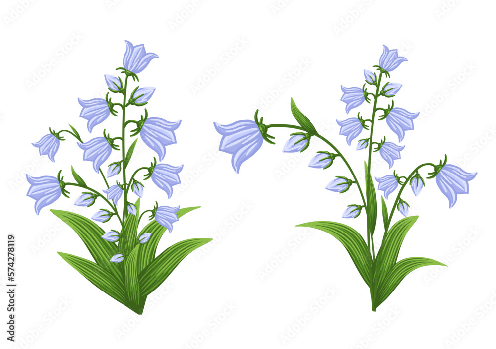 Bluebell flowers set. Floral plants with blue blooms. Botanical vector  illustration isolated on white background. Stock Vector
