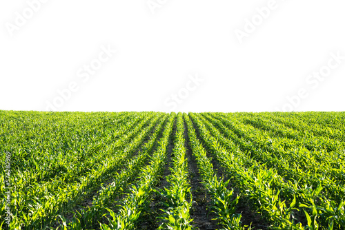 фотографія Green corn rows and waves of the agricultural fields of Ukraine isolated on white