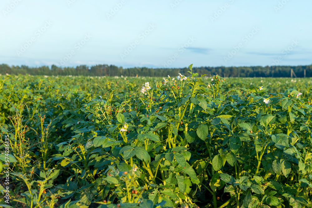 Colorado beetles, growing potatoes as a food product