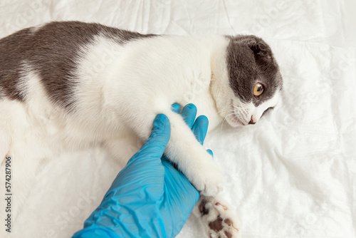 Veterinarian examining cute cat in clinic. vaccination in veterinarian animal clinic. Health care domestic animal.