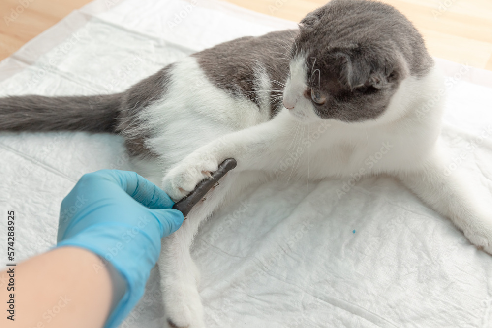 Veterinarian in medical gloves is checking the paw of a cat, treating pets. Veterinary clinic concept. Osteosynthesis. Cat veterinary medicine.