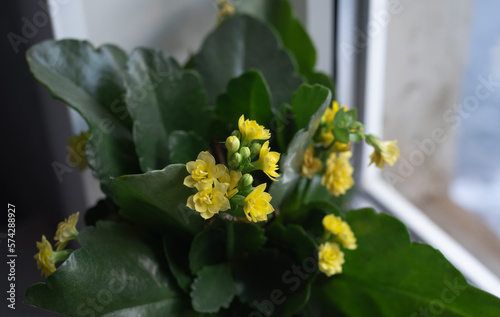 Fototapeta Naklejka Na Ścianę i Meble -  Yellow kalanchoe on the windowsill of the house. Houseplant care