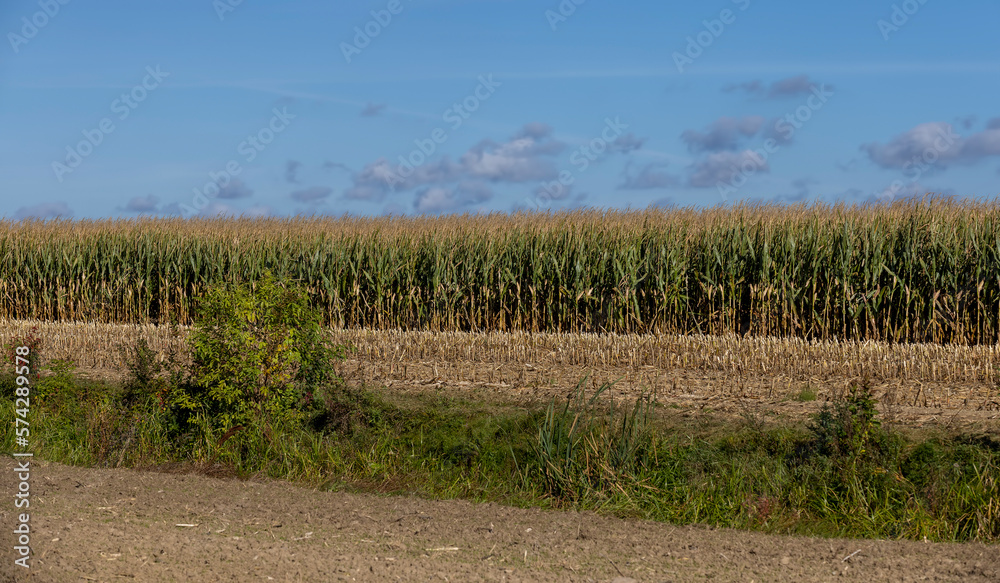 Ripe corn in the field in the summer Ripe corn in the field in the summer