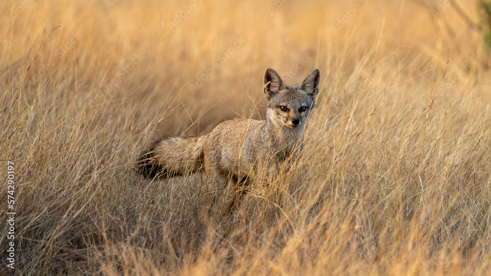 The Bengal fox or Indian fox (Vulpes bengalensis) The Bengal fox or Indian fox (Vulpes bengalensis)