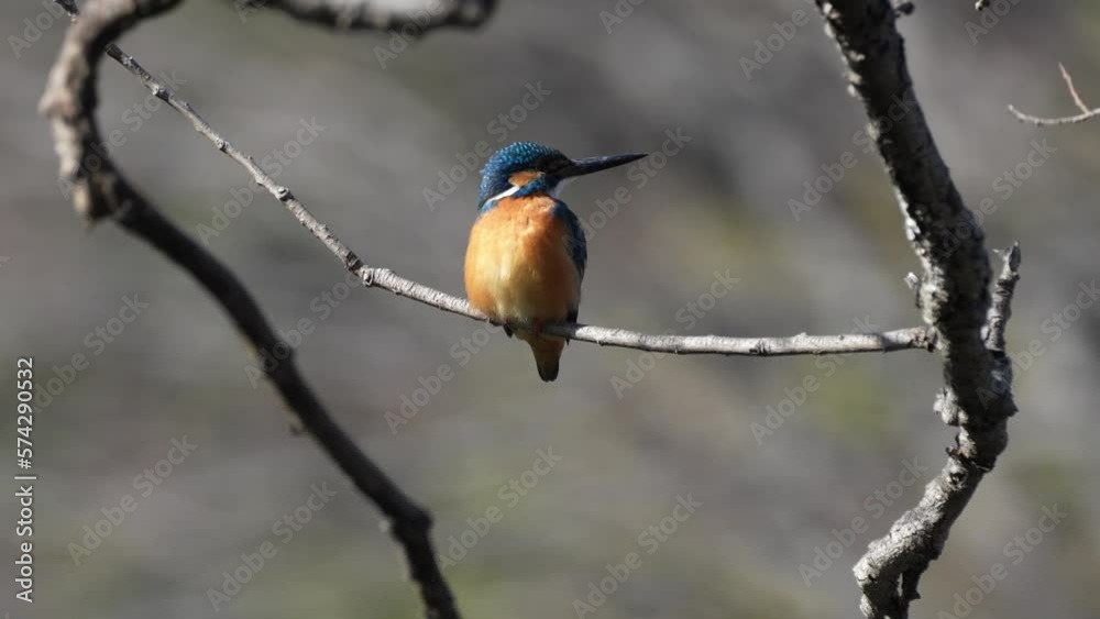 kingfisher on a branch kingfisher on a branch