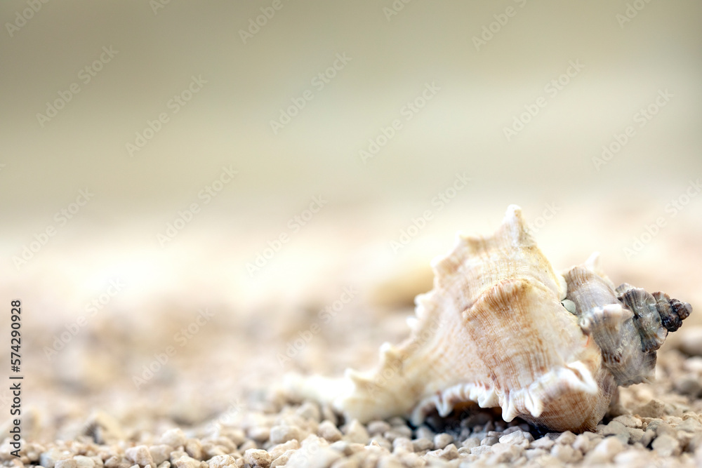 Sea shells at the beach soft focus blurred background for copy space, Summer nature concept, tropical sand colors Sea shells at the beach soft focus blurred background for copy space, Summer nature concept, tropical sand colors