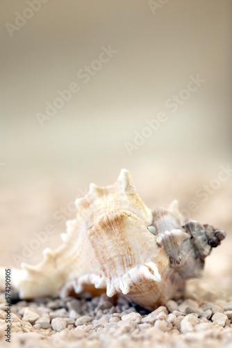 Sea shells at the beach soft focus blurred background for copy space, Summer nature concept, tropical sand colors