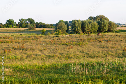 Amerongse Bovenpolder, Utrecht; Amerongse Bovenpolder, Netherlands photo