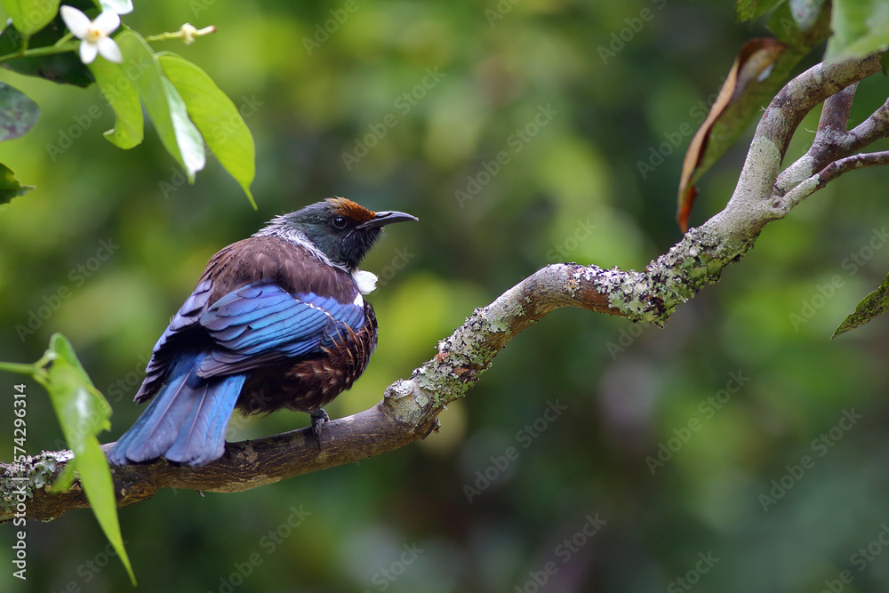 Obraz premium Tui - Prosthemadera novaeseelandiae - a famous New Zealand endemic honeyeater - perching on a tree branch, with yellow pollen on its forehead, in a blurred green background, in Northland, New Zealand