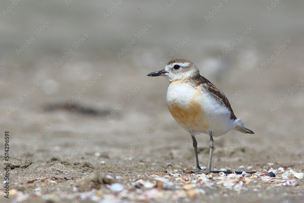 New Zealand dotterel or Northern New Zealand dotterel (Charadrius obscurus aquilonius), endemic to New Zealand, foraging on the beach with blurred beach background, in the North Island, NZ New Zealand dotterel or Northern New Zealand dotterel (Charadrius obscurus aquilonius), endemic to New Zealand, foraging on the beach with blurred beach background, in the North Island, NZ