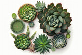 Succulents on a white background in a circle, top view. AI generative.