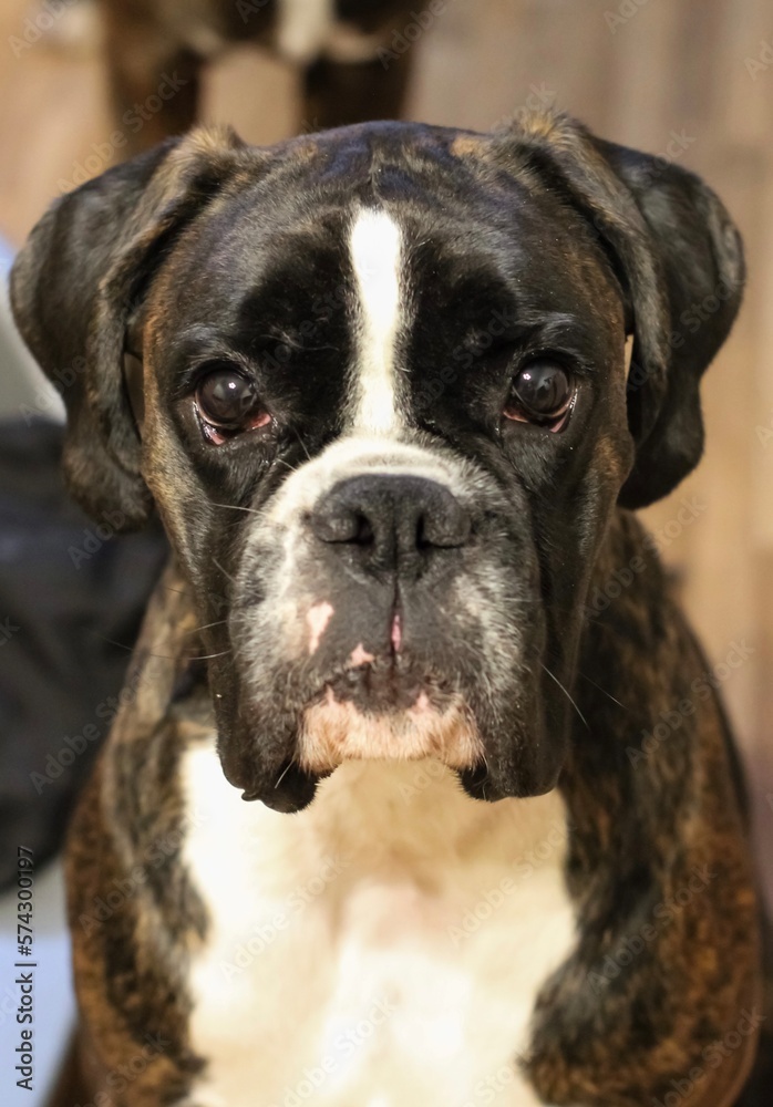 Boxer dog’s beautiful portrait inside at home