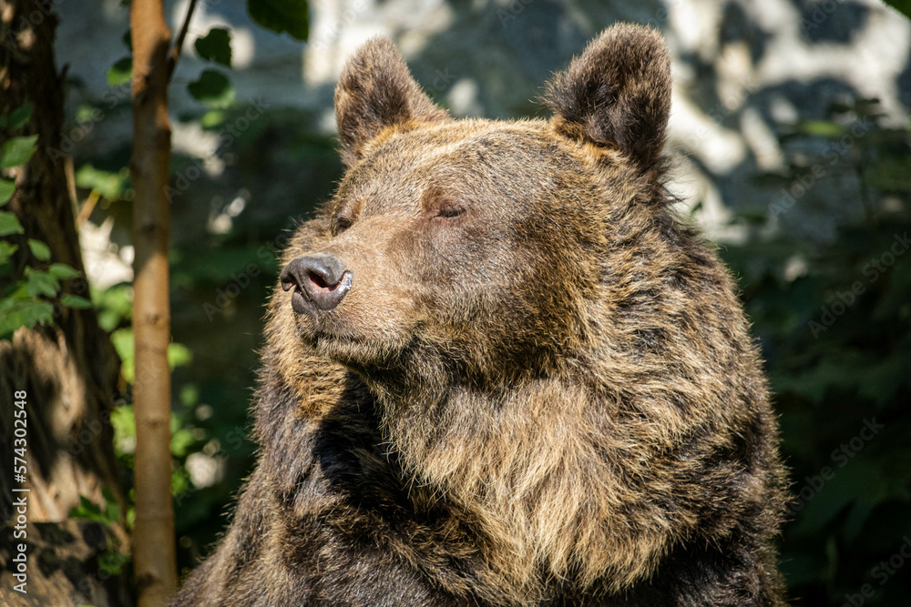 Obraz premium brown bear close-up