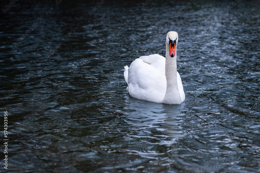 Obraz premium A white swan swimming alone in a lake. White Swans. High resolution swan photo.