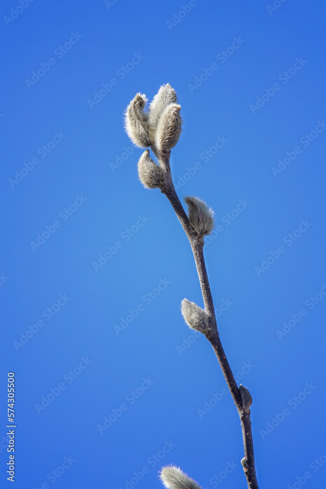 Fuzzy magnolia buds againg a bright blue sky Fuzzy magnolia buds againg a bright blue sky