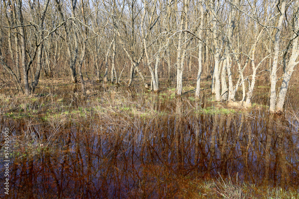 Fototapeta premium flooded trees on meadow in spring forest