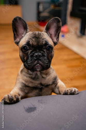 French bulldog puppy look sadly to the camera. © JuLady_studio