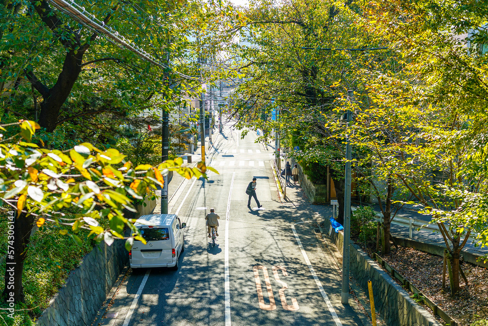 Obraz premium 橋から眺める桜坂の緑の時期