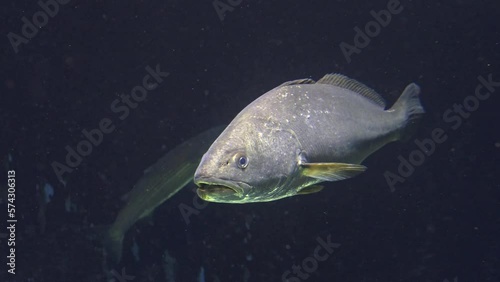 Argyrosomus regius fish underwater, 2023
Medium shot from Israel, 2023

 photo