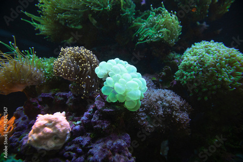 Coral Reef, soft and hard corals, coral reef in aquarium. Naso Tang 