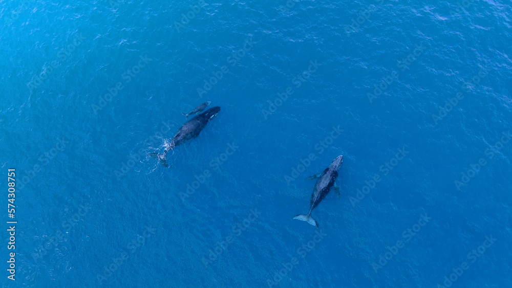 Fototapeta premium Drone aerial view of humpback whale in Reunion island