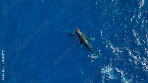 Drone aerial view of humpback whale in Reunion island © aylerein