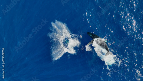 Drone aerial view of humpback whale in Reunion island