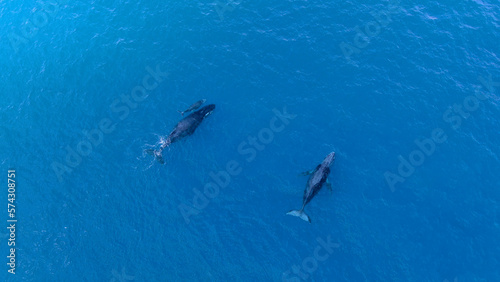 Drone aerial view of humpback whale in Reunion island © aylerein