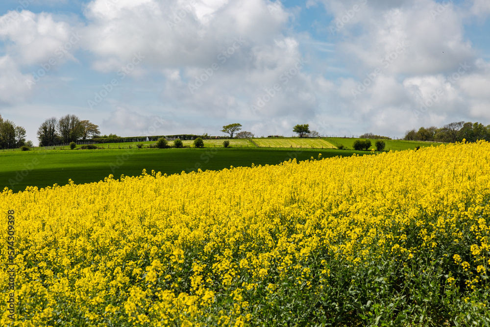 A rural Sussex view on a sunny spring day with vibrant rapeseed crops in the foreground