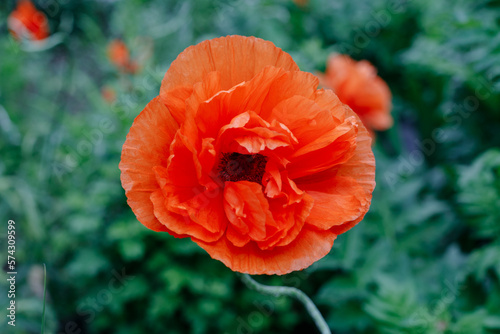 Close up of a red poppy. Bright flower on a green background. Natural floral beauty