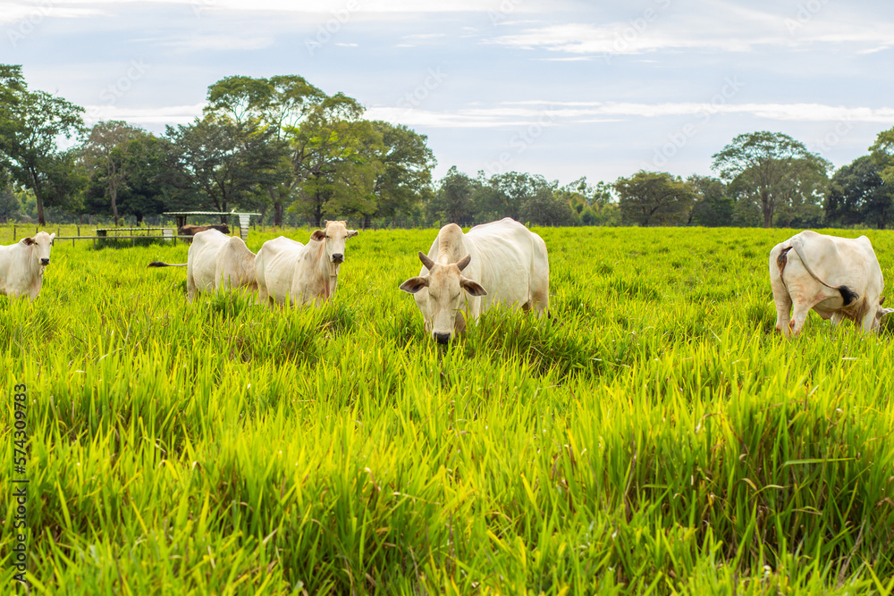 Um pequeno rebanho de bovinos pastando em um pasto fresco e verde em um dia sem sol.