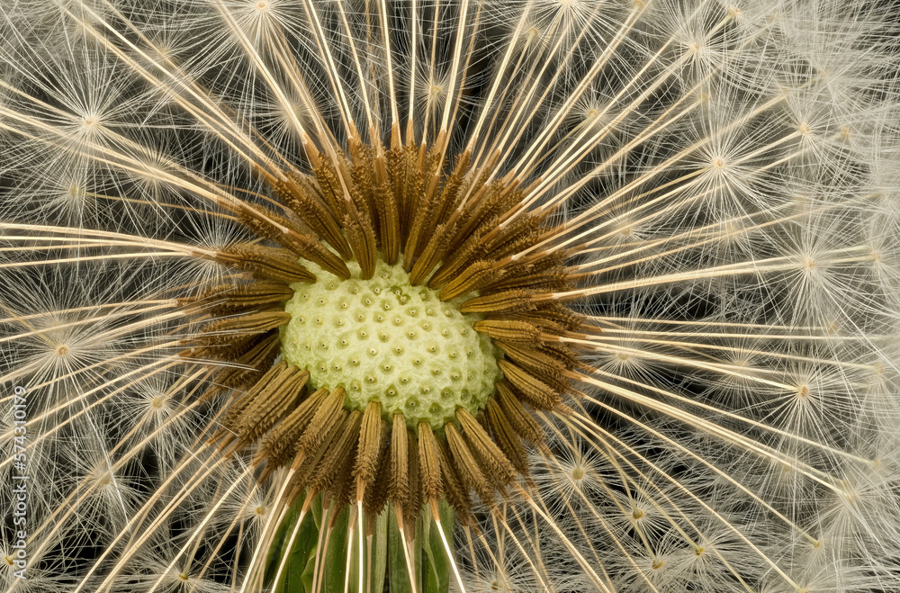Fototapeta premium dandelion seed head