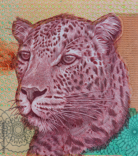 Leopard at center and large leopard's head at right. Portrait from  South Africa 200 Rand 2004 Banknotes. photo