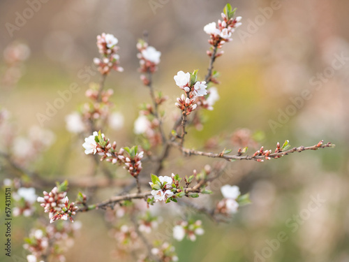 Cherry blossom tree. Soft focus. Spring. Nature awakens.